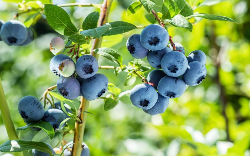 1月　グリーンアドバイザーの園芸作業実演